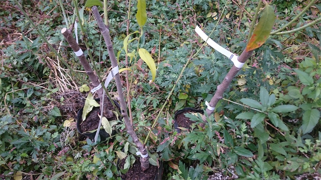 f:id:SmallForest-NaturalFarm:20190225080511j:image f:id:SmallForest-NaturalFarm:20190225080511j:image