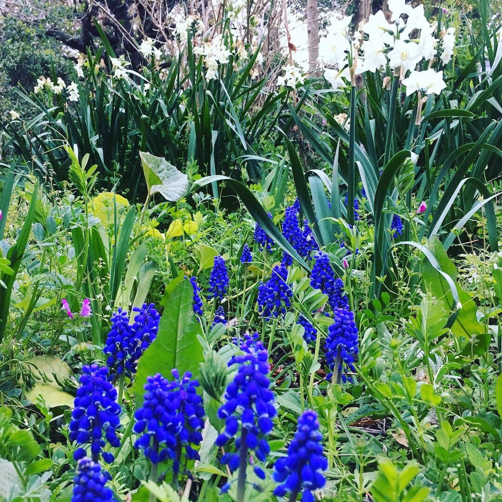 f:id:SmallForest-NaturalFarm:20190325181315j:image f:id:SmallForest-NaturalFarm:20190325181315j:image