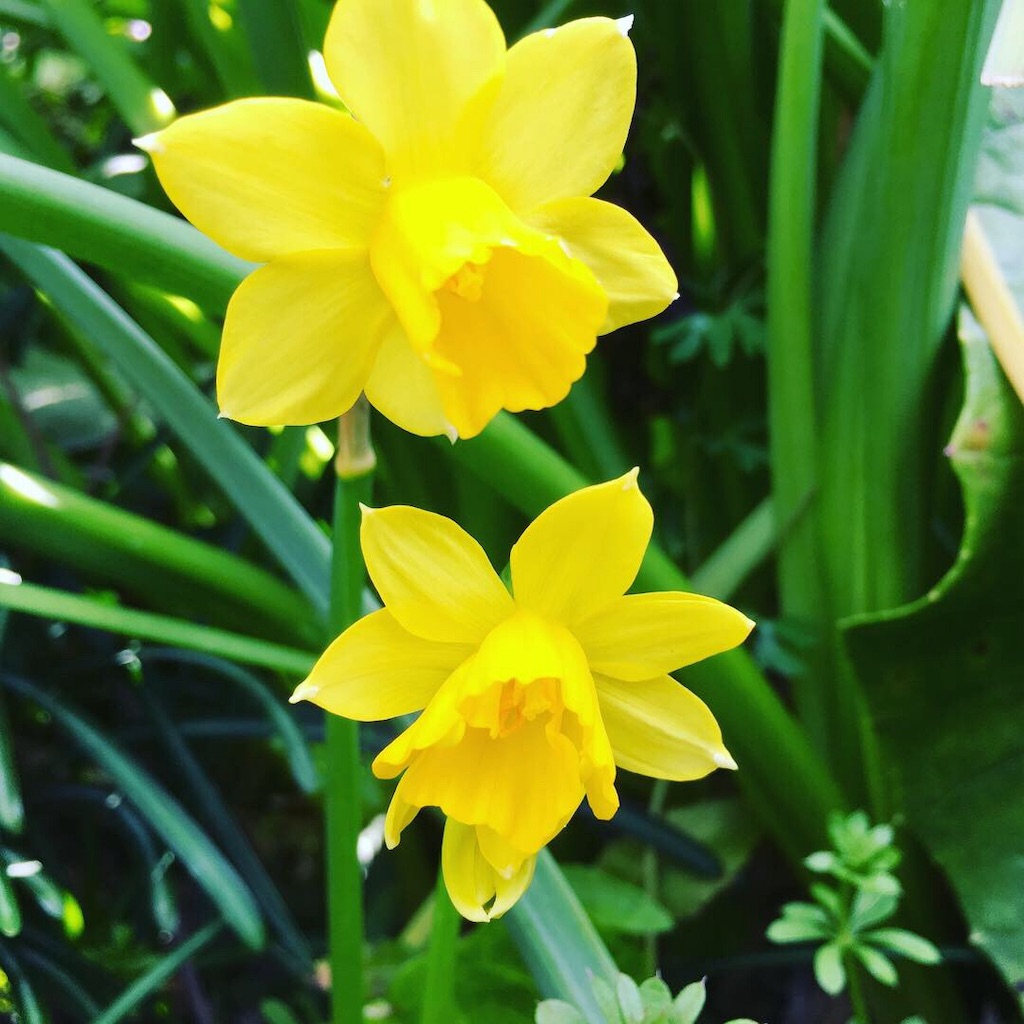 f:id:SmallForest-NaturalFarm:20190325181433j:image f:id:SmallForest-NaturalFarm:20190325181433j:image