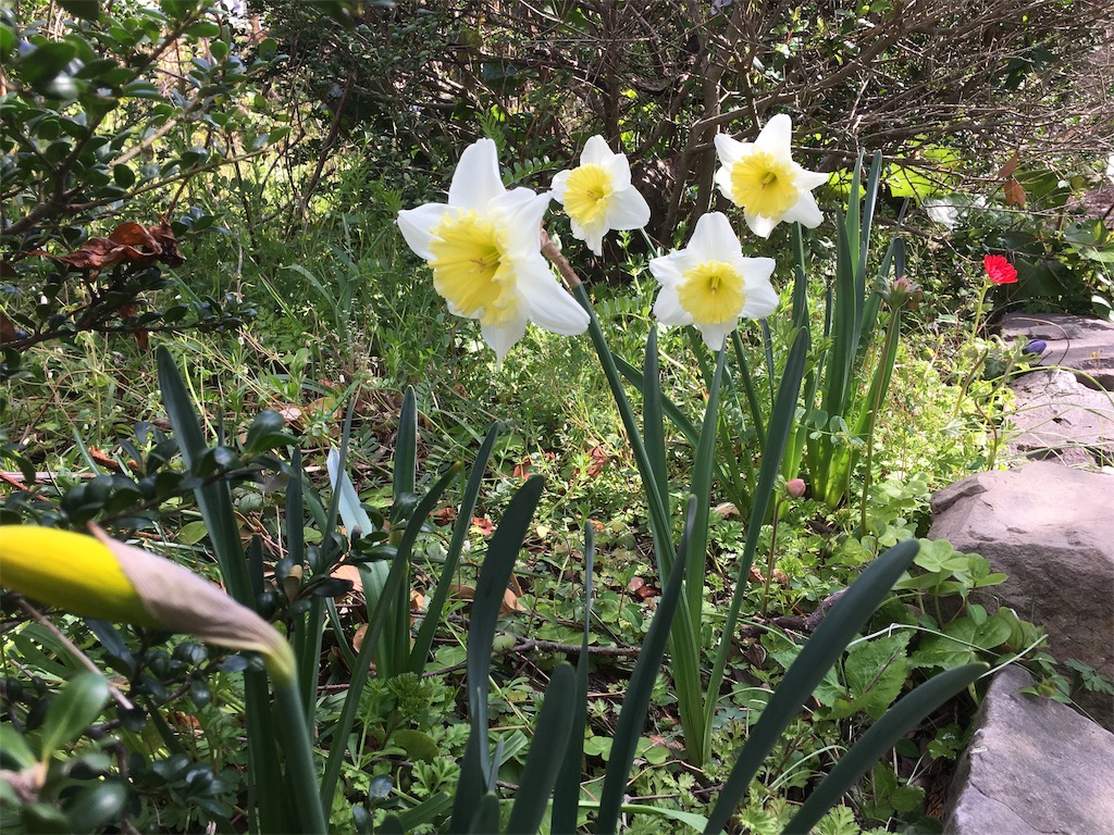 f:id:SmallForest-NaturalFarm:20190325181541j:image f:id:SmallForest-NaturalFarm:20190325181541j:image