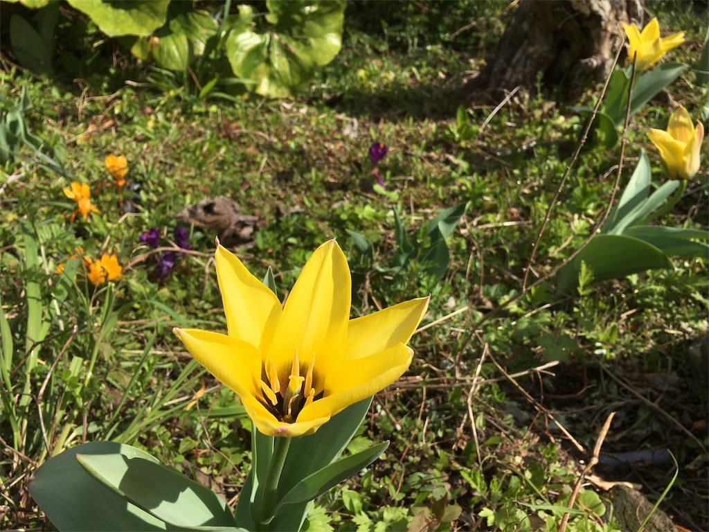 f:id:SmallForest-NaturalFarm:20190325222306j:image f:id:SmallForest-NaturalFarm:20190325222306j:image