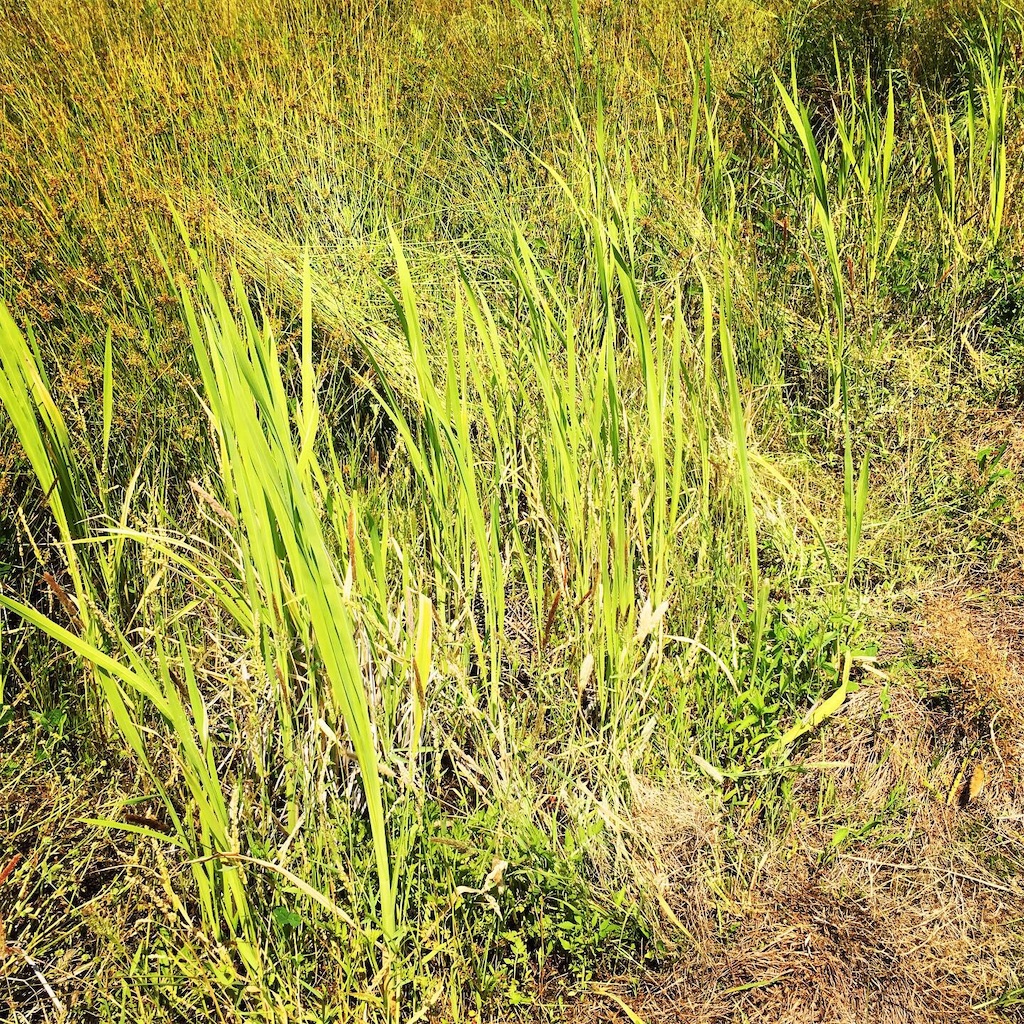 f:id:SmallForest-NaturalFarm:20190610120041j:image f:id:SmallForest-NaturalFarm:20190610120041j:image