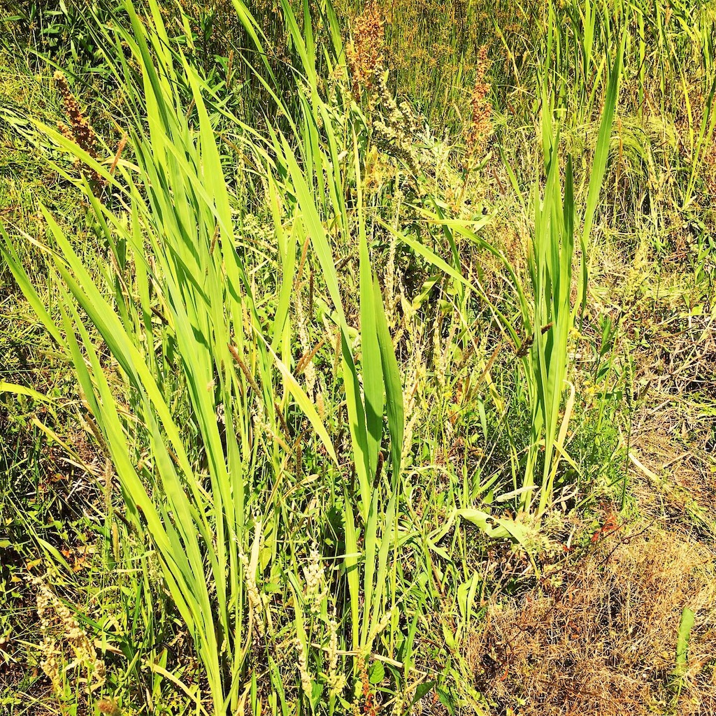 f:id:SmallForest-NaturalFarm:20190610120105j:image f:id:SmallForest-NaturalFarm:20190610120105j:image