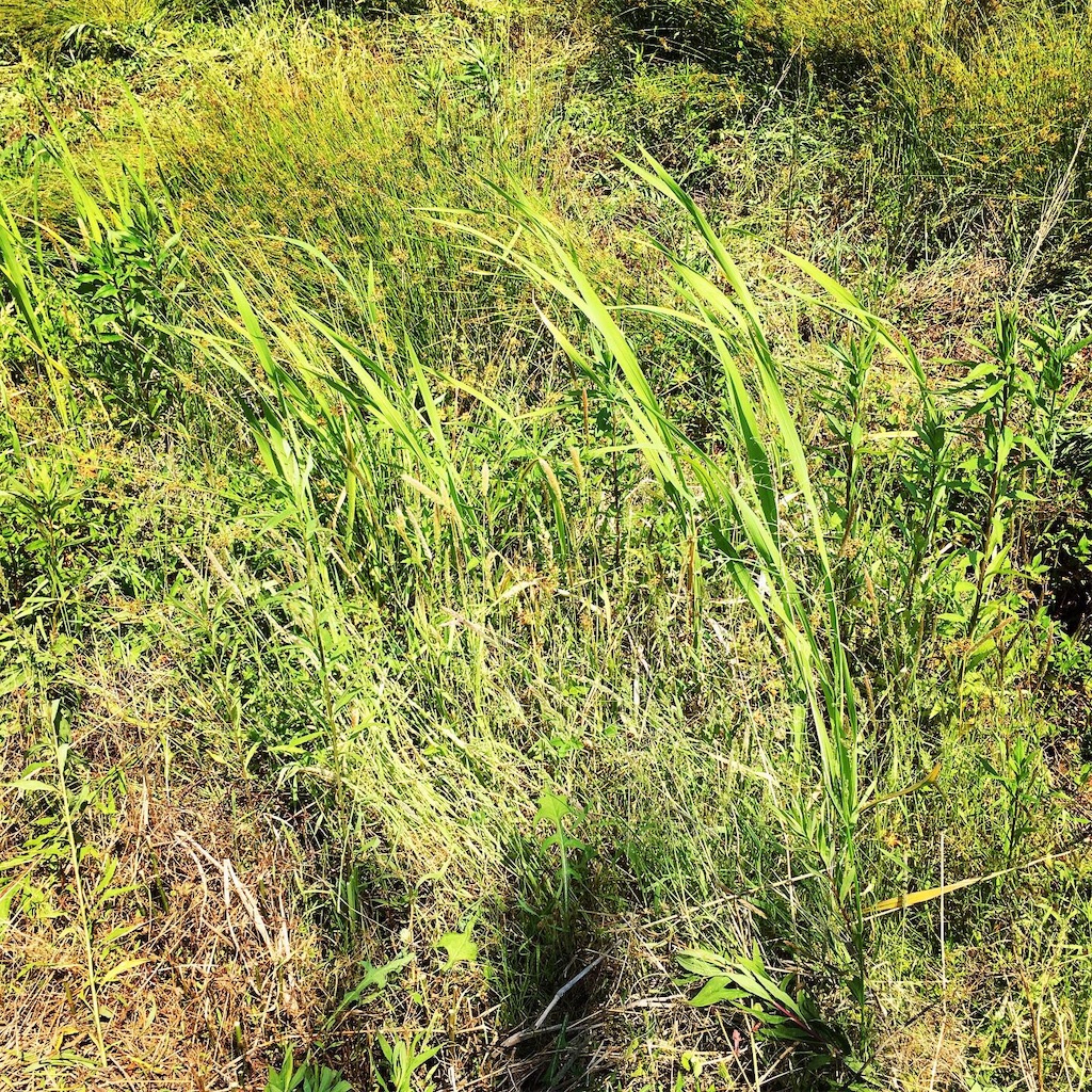 f:id:SmallForest-NaturalFarm:20190610120130j:image f:id:SmallForest-NaturalFarm:20190610120130j:image