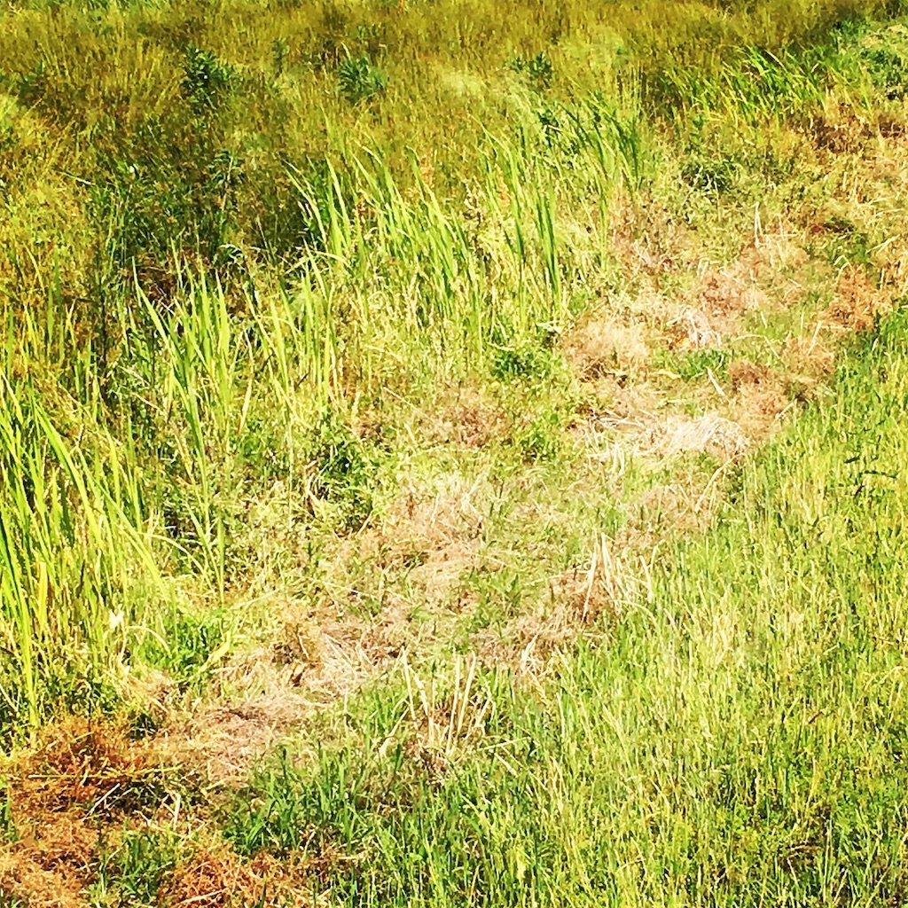 f:id:SmallForest-NaturalFarm:20190610120140j:image f:id:SmallForest-NaturalFarm:20190610120140j:image
