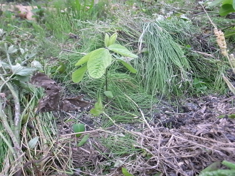 f:id:Small_Vegetable:20130612225311j:image:w360 f:id:Small_Vegetable:20130612225311j:image:w360
