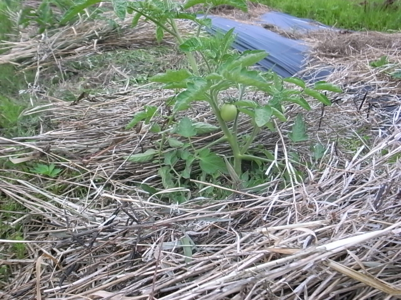 f:id:Small_Vegetable:20130612225319j:image:w360 f:id:Small_Vegetable:20130612225319j:image:w360