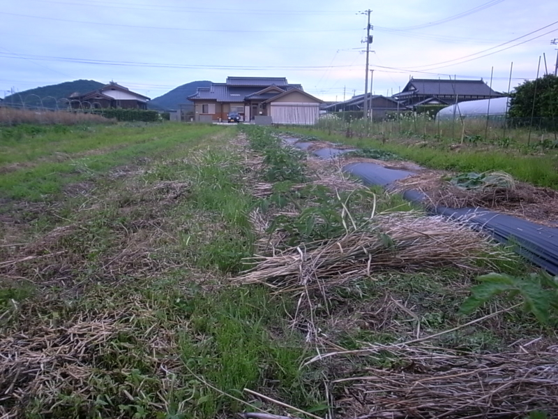 f:id:Small_Vegetable:20130612225322j:image:w360 f:id:Small_Vegetable:20130612225322j:image:w360