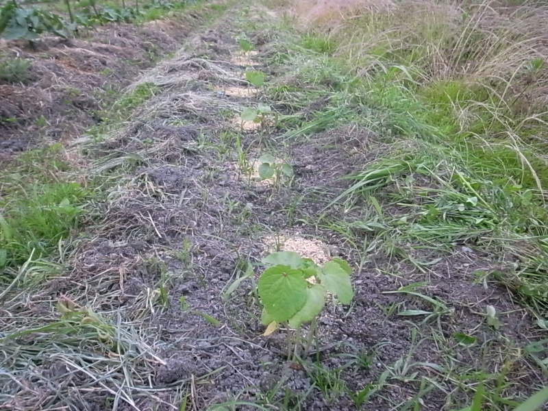 f:id:Small_Vegetable:20130612225326j:image:w360 f:id:Small_Vegetable:20130612225326j:image:w360