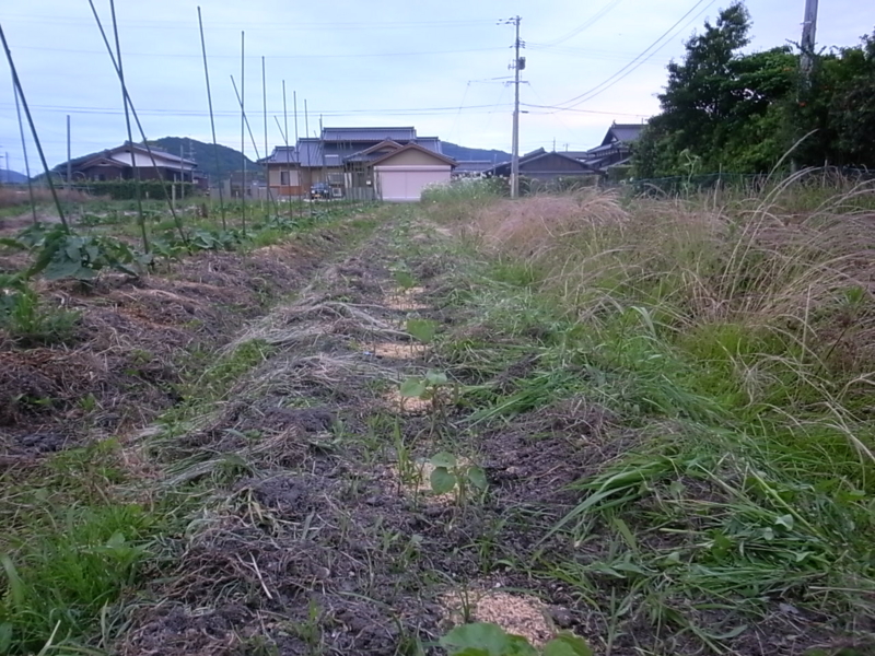 f:id:Small_Vegetable:20130612225328j:image:w360 f:id:Small_Vegetable:20130612225328j:image:w360