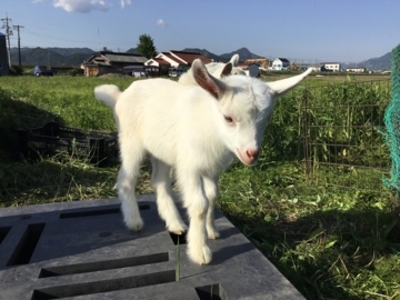 f:id:Small_Vegetable:20180513175949j:image f:id:Small_Vegetable:20180513175949j:image