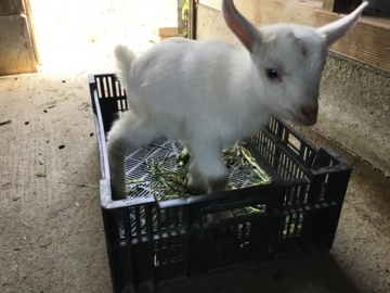 f:id:Small_Vegetable:20180513175958j:image f:id:Small_Vegetable:20180513175958j:image
