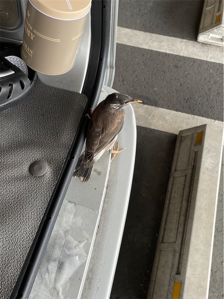 f:id:SnackRed:20220610104157j:image