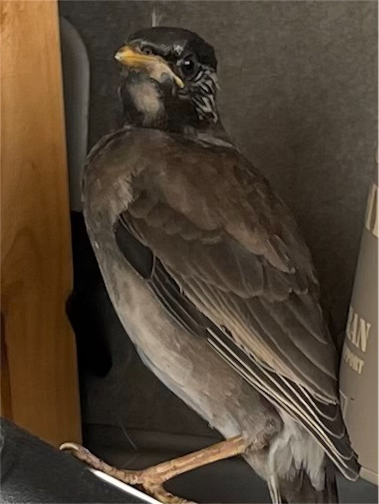 f:id:SnackRed:20220610104221j:image