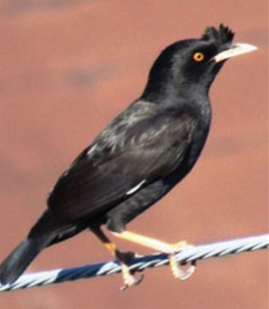 f:id:SnackRed:20220617113111j:image