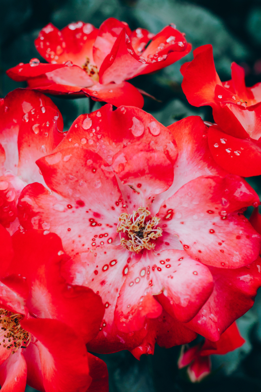 Canon EOS RP,RF 50mm f1.8 STM,神代植物園,バラ,薔薇