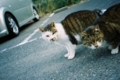 [猫]