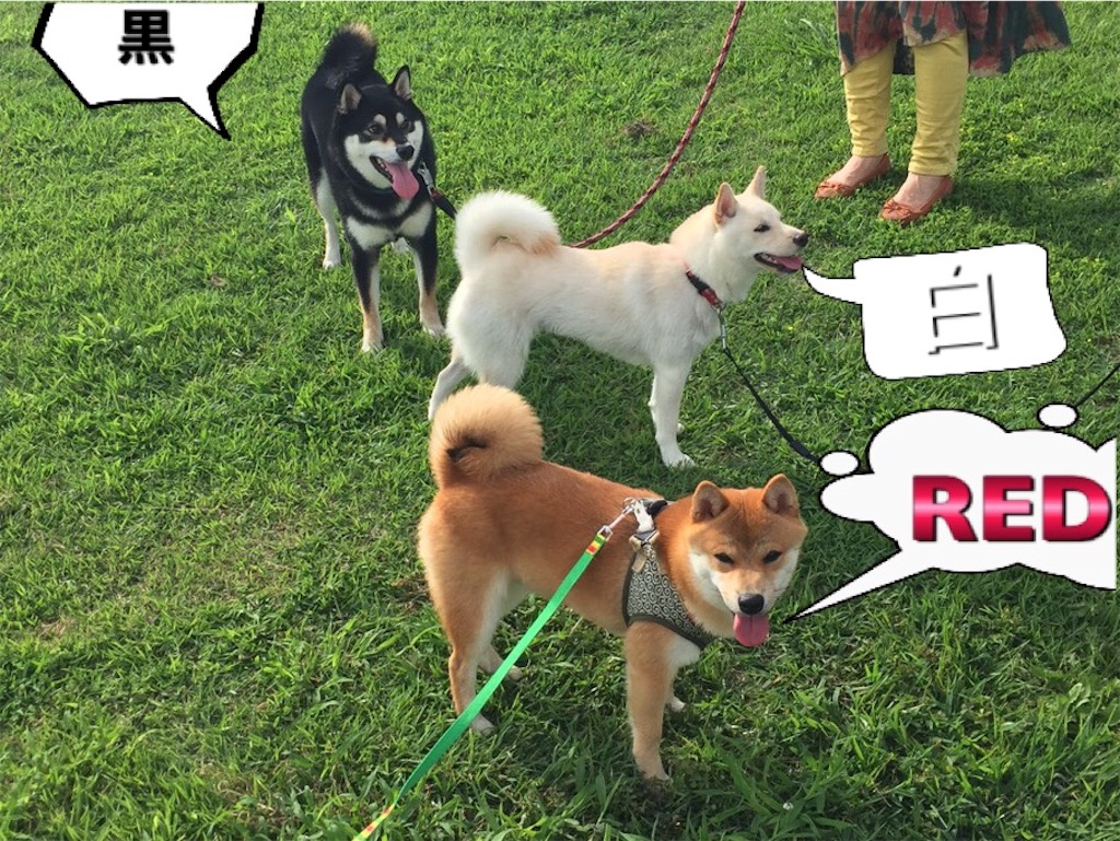 三色の芝犬 豆 豆 スタンダード 柴犬と 豆柴の境界線 僕達のあしあと