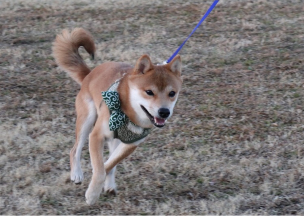 f:id:Snowkey:20180102184935j:image f:id:Snowkey:20180102184935j:image