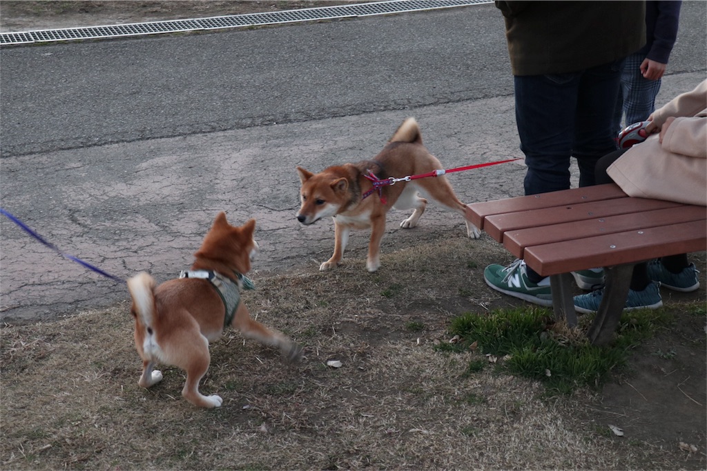 f:id:Snowkey:20180102185243j:image f:id:Snowkey:20180102185243j:image
