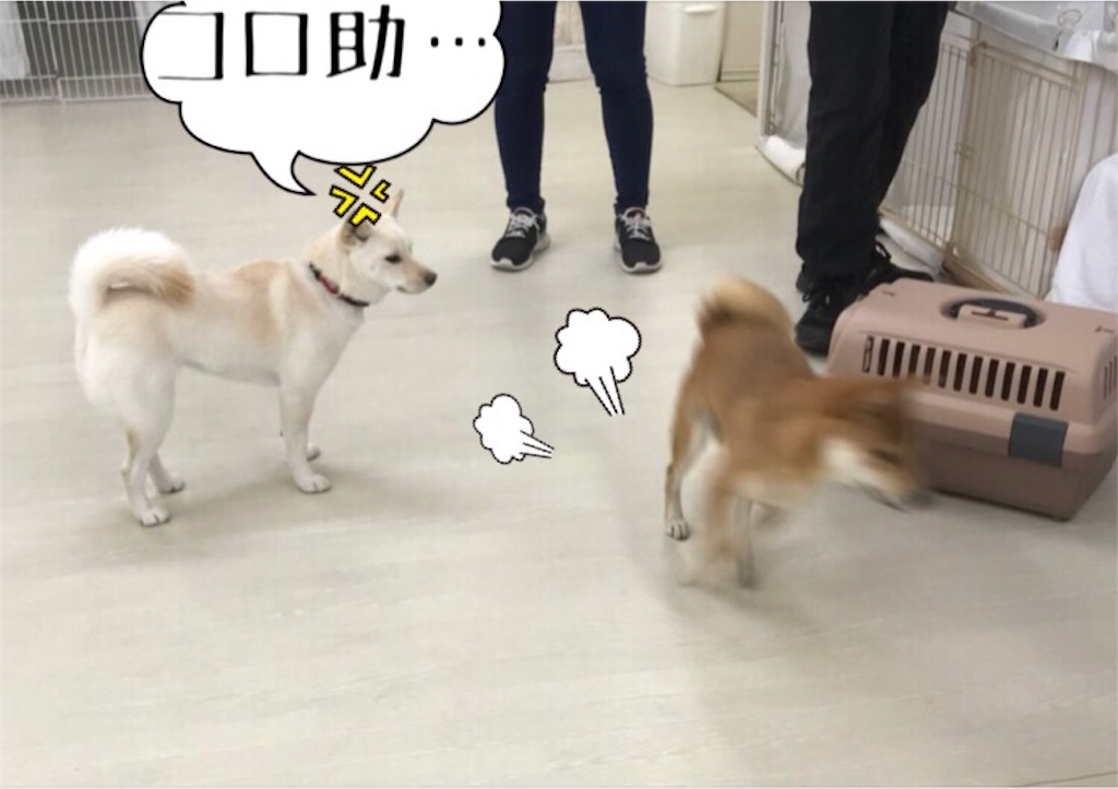 f:id:Snowkey:20180109223746j:image f:id:Snowkey:20180109223746j:image