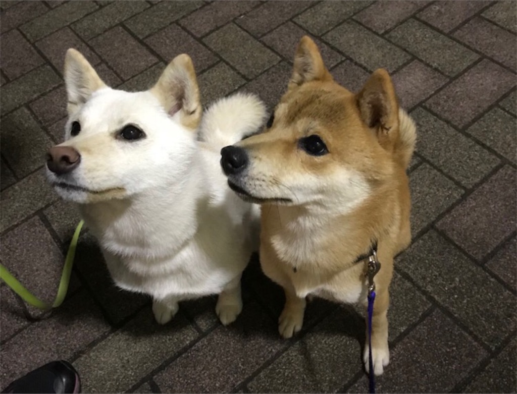 f:id:Snowkey:20180118221927j:image f:id:Snowkey:20180118221927j:image