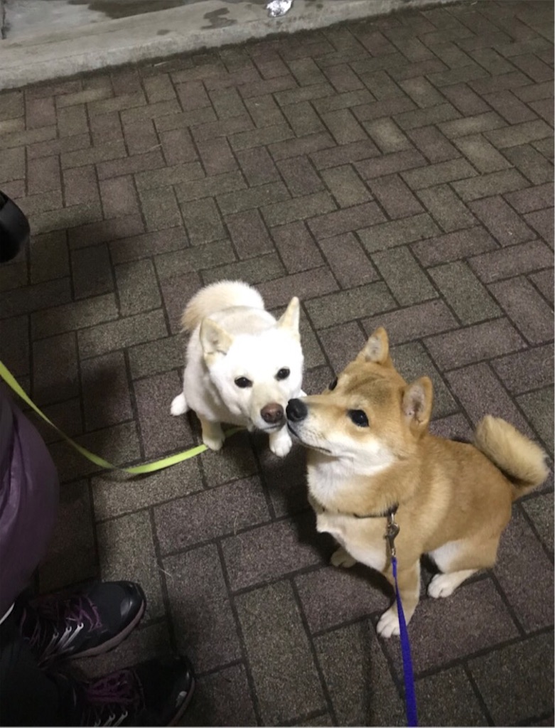 f:id:Snowkey:20180118222628j:image f:id:Snowkey:20180118222628j:image