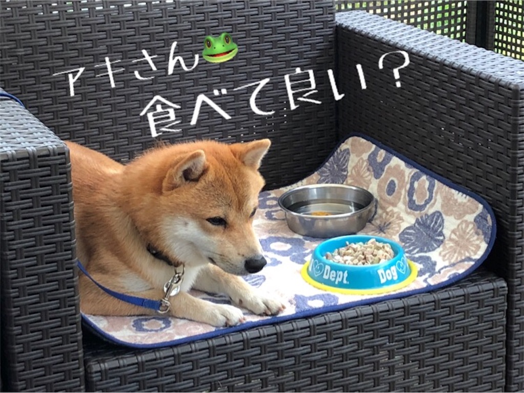 f:id:Snowkey:20180811053902j:image f:id:Snowkey:20180811053902j:image