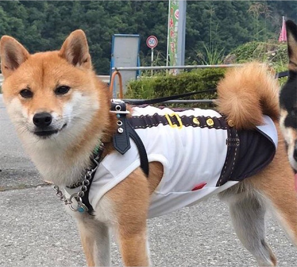 生まれたところを遠く離れて 柴犬と 豆柴の境界線 コロ助のあしあと