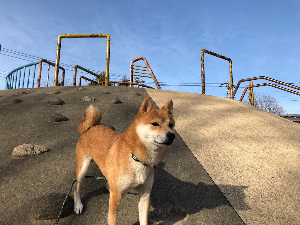 柴公園 のロケ地に行ってきました 柴犬と 豆柴の境界線 僕達のあしあと
