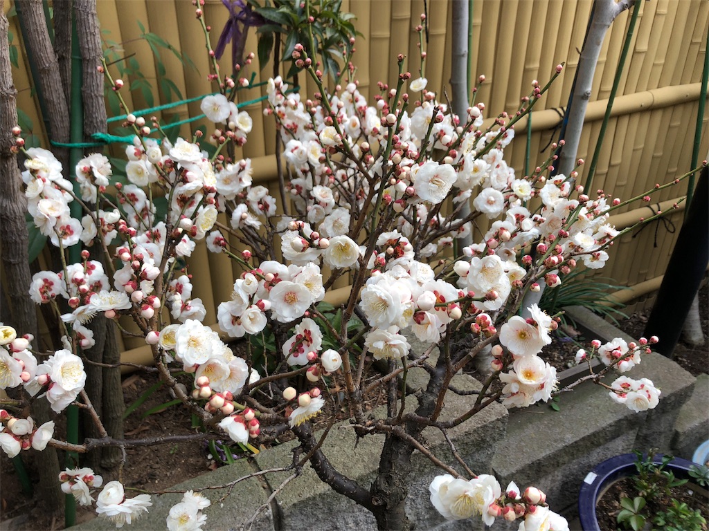ひな祭りと 梅の花と ハヤトくん 柴犬と 豆柴の境界線 僕達のあしあと