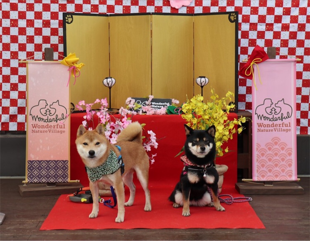 ひな祭りと 梅の花と ハヤトくん 柴犬と 豆柴の境界線 僕達のあしあと