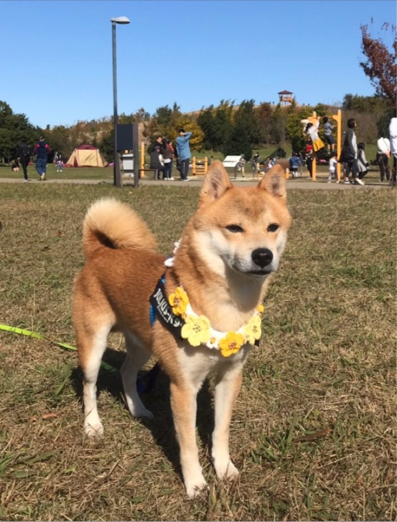 コロ助は 3歳になりました 柴犬と 豆柴の境界線 僕達のあしあと