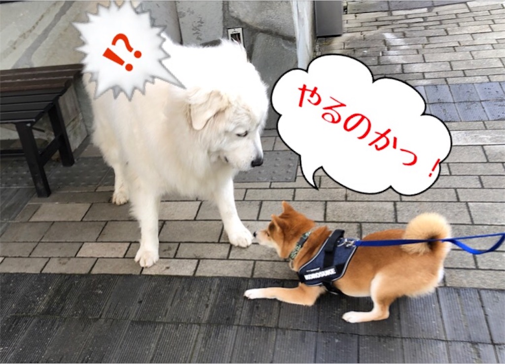 f:id:Snowkey:20200222111323j:image f:id:Snowkey:20200222111323j:image