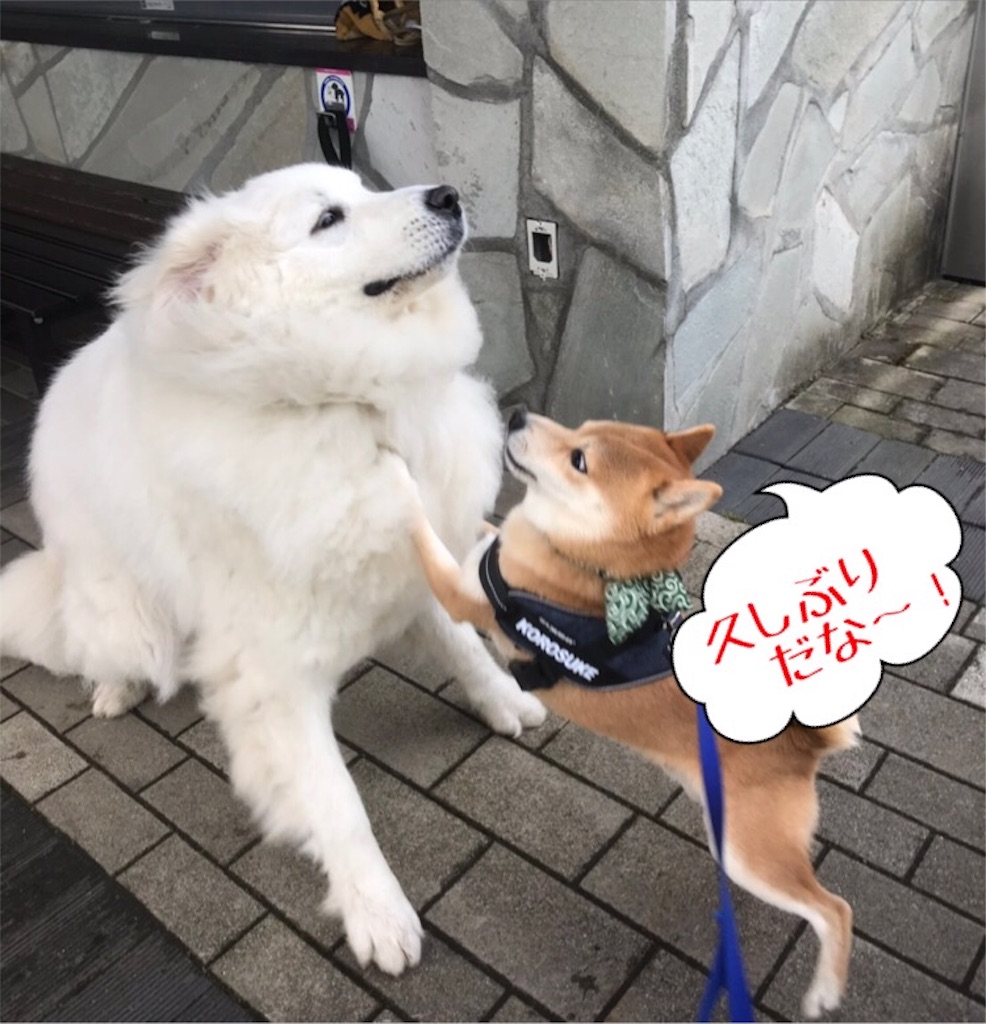 f:id:Snowkey:20200222111326j:image f:id:Snowkey:20200222111326j:image