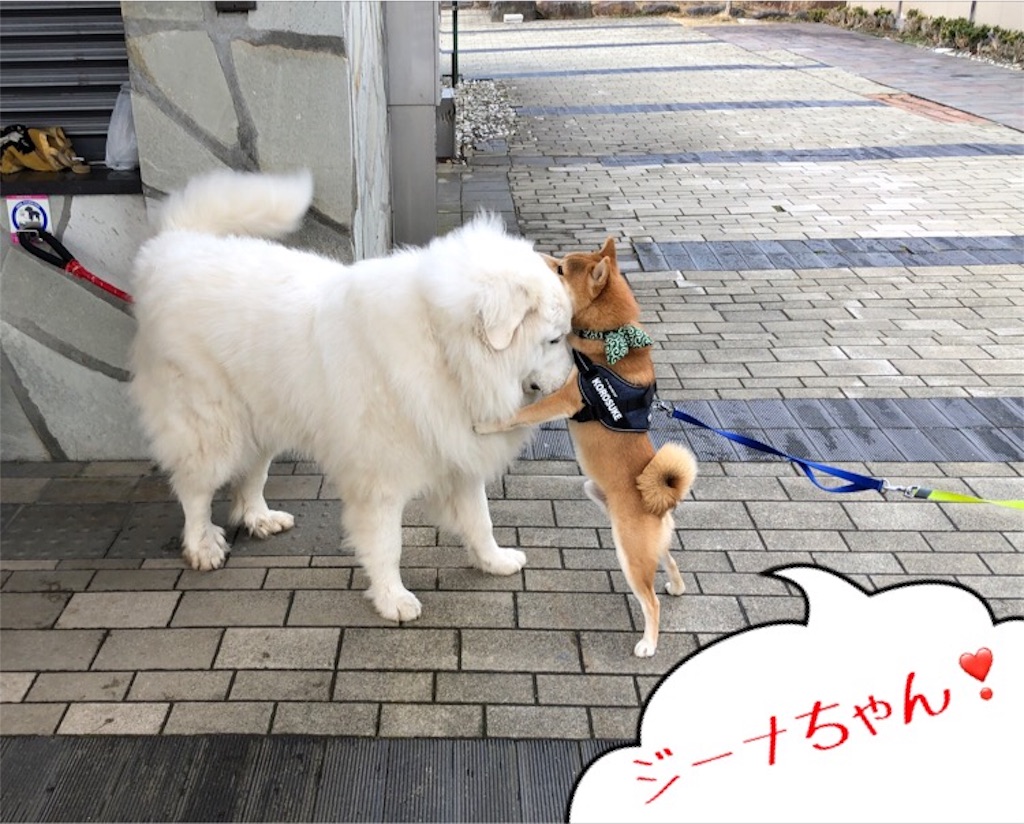 f:id:Snowkey:20200222111329j:image f:id:Snowkey:20200222111329j:image