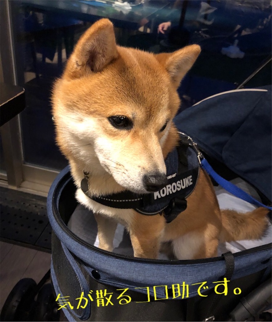 f:id:Snowkey:20200222214404j:image f:id:Snowkey:20200222214404j:image