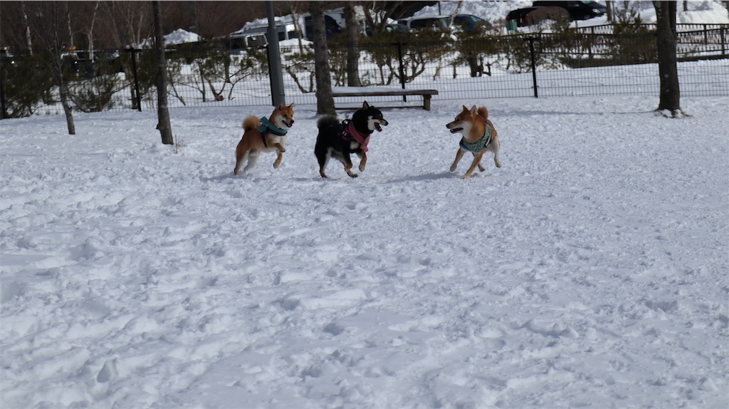 f:id:Snowkey:20200222235549j:image f:id:Snowkey:20200222235549j:image