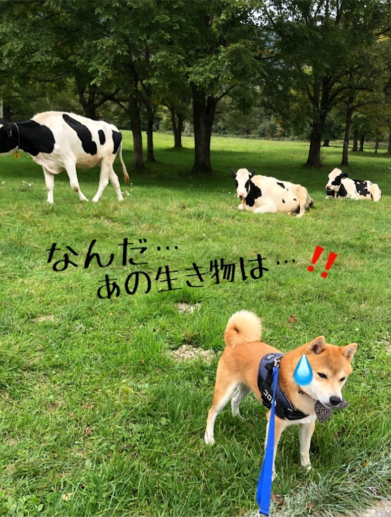 f:id:Snowkey:20201012214110j:image f:id:Snowkey:20201012214110j:image