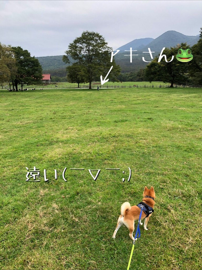 f:id:Snowkey:20201013222301j:image f:id:Snowkey:20201013222301j:image