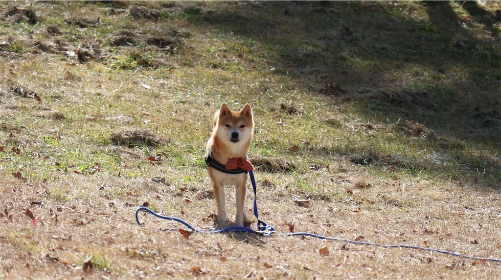 f:id:Snowkey:20201201205004j:image f:id:Snowkey:20201201205004j:image
