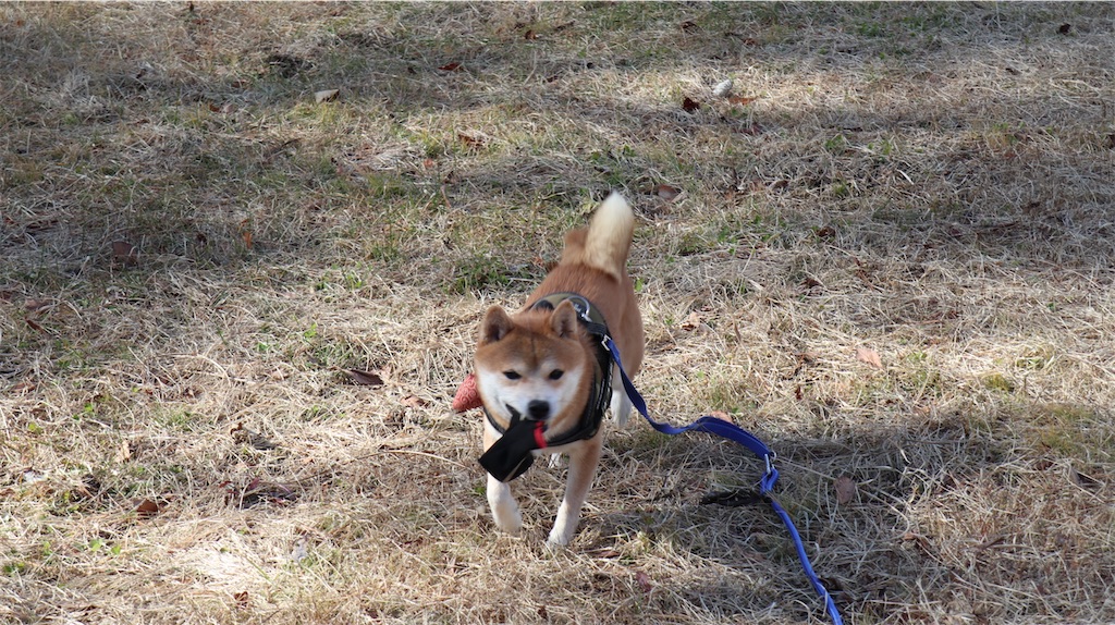 f:id:Snowkey:20201201205009j:image f:id:Snowkey:20201201205009j:image