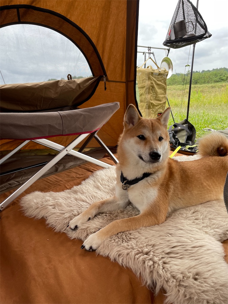 柴犬と 豆柴の境界線 僕達のあしあと