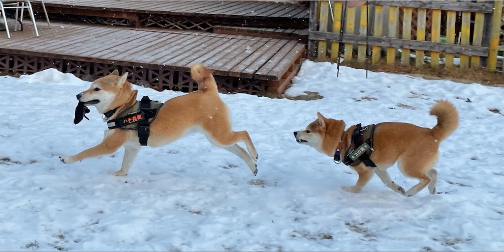 f:id:Snowkey:20220101221604j:image