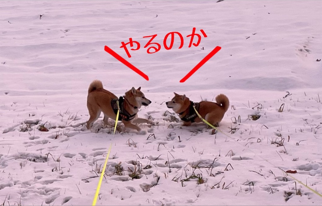 f:id:Snowkey:20220101221610j:image