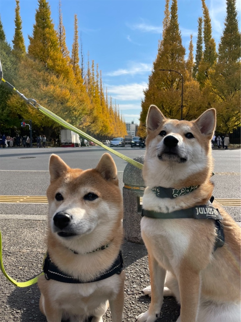 柴犬と 豆柴の境界線 僕達のあしあと