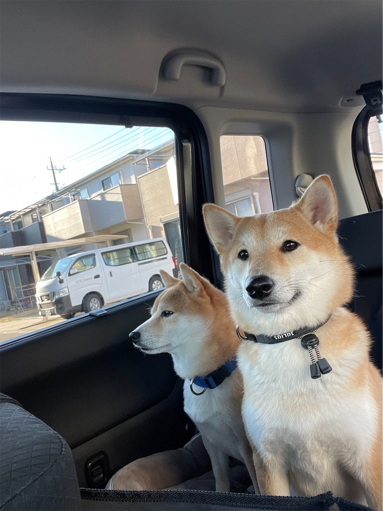 柴犬と 豆柴の境界線 僕達のあしあと