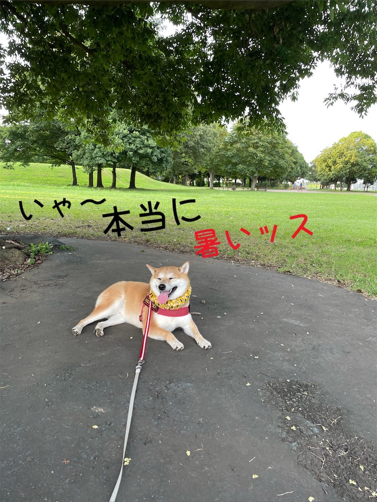 f:id:Snowkey:20230101211805j:image