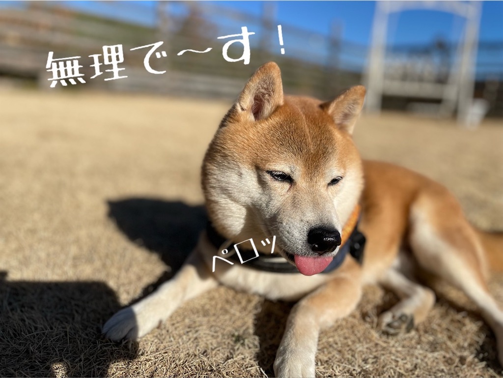 f:id:Snowkey:20230122120147j:image