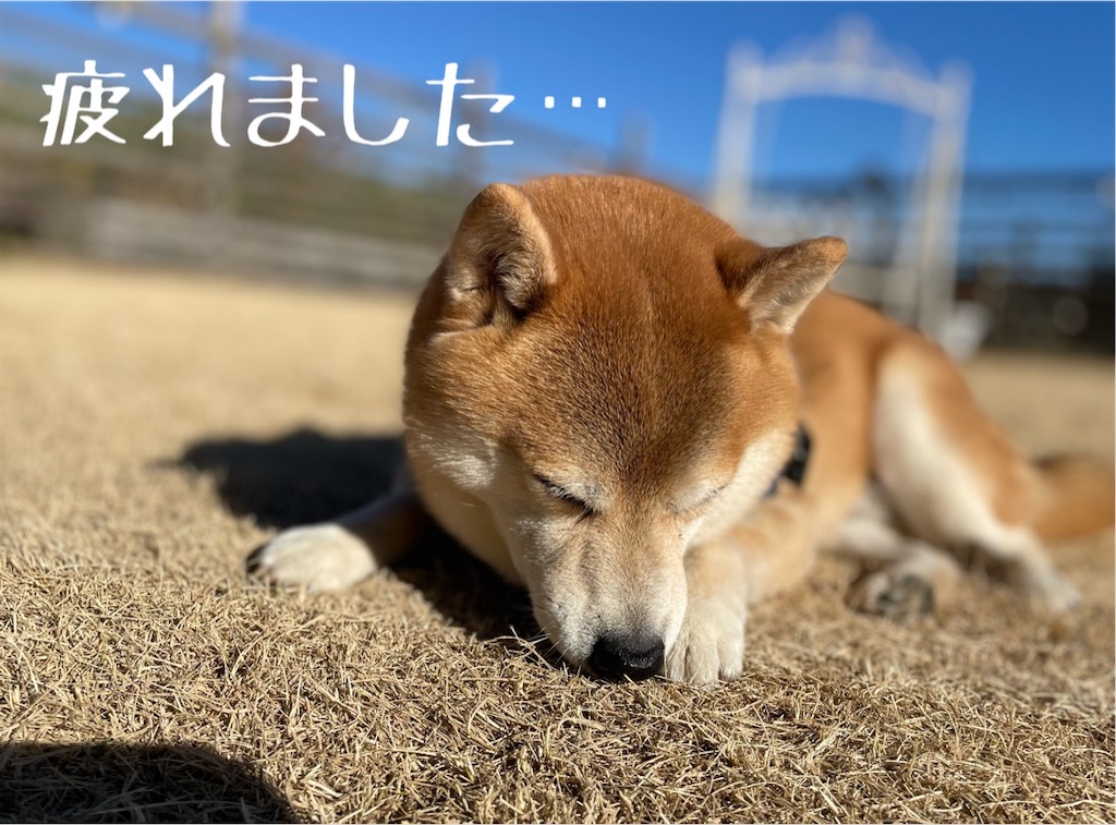 f:id:Snowkey:20230122120211j:image